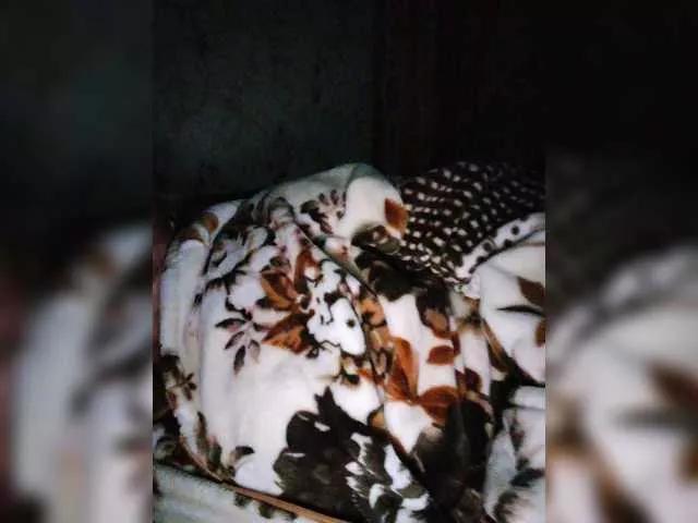 Nasteuha on BongaCams 